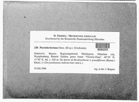 Puccinia horiana image